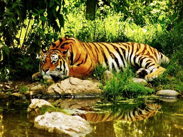 Wild Life travel tourism in Uttrakhand India